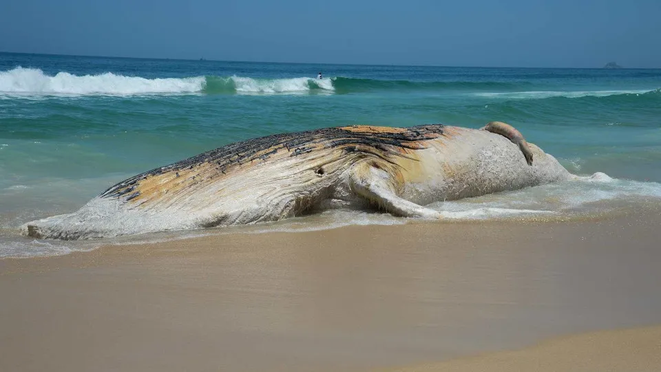 Baleia-jubarte de 20 toneladas é encontrada morta em Praia Grande
