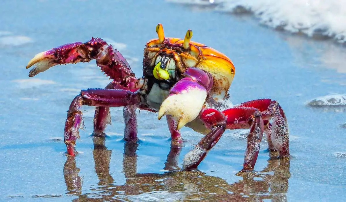 Defeso do caranguejo-uçá começa na Paraíba e segue até 22 de abril