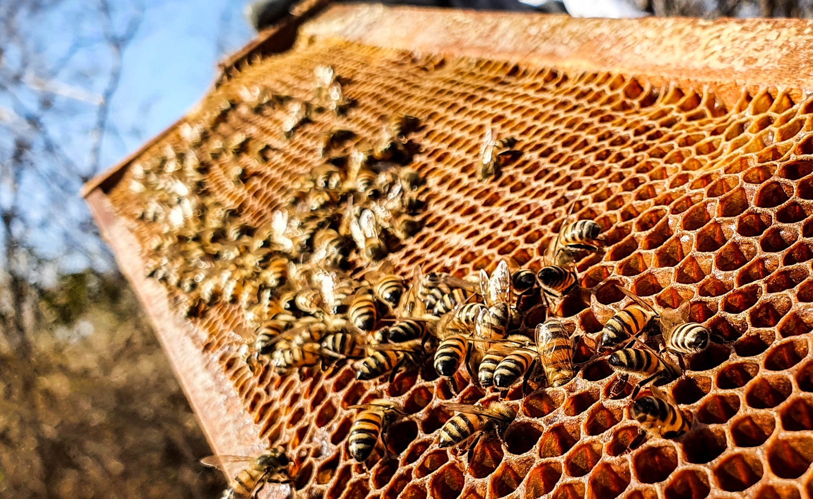 Alto Sertão da Paraíba projeta aumento de 20% na produção de mel