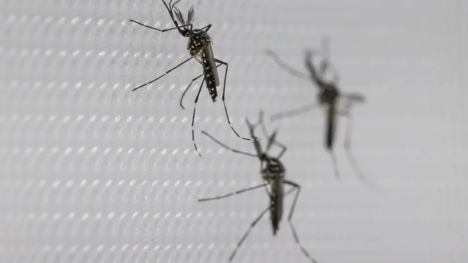 Ministério da Saúde suspende uso de vacina da dengue do Butantan