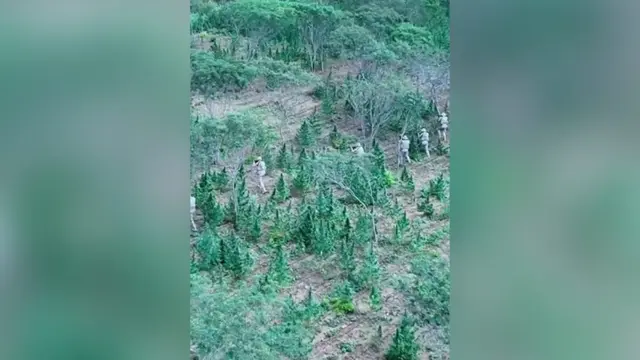 PF destrói plantação com 18 mil pés de maconha em Monteiro