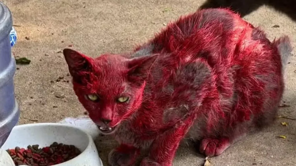 Gata coberta de tinta vermelha mobiliza resgate no Texas