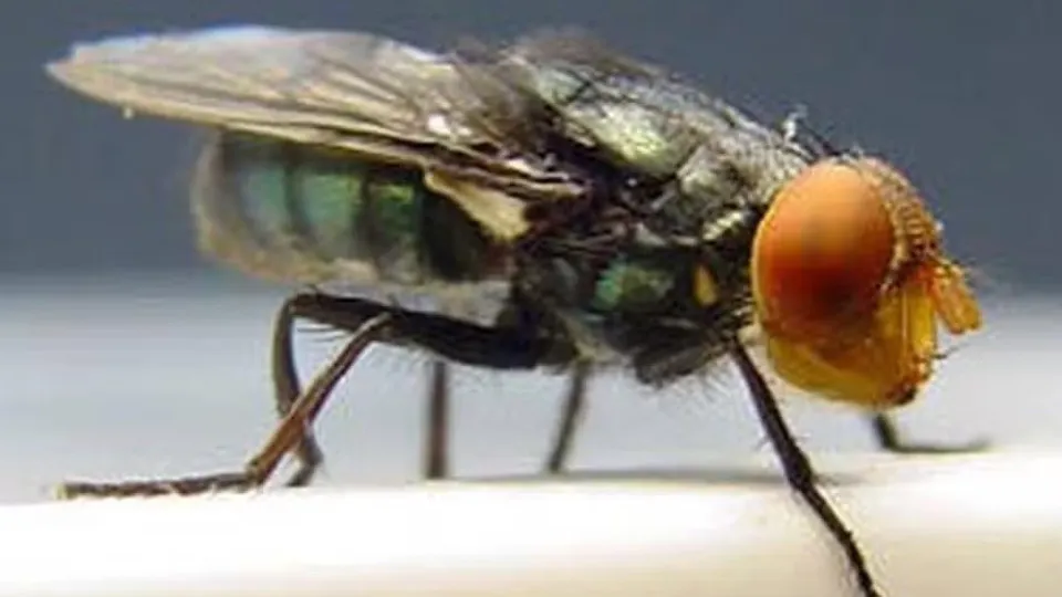 Mosca-varejeira já infectou mais de 500 pessoas no México