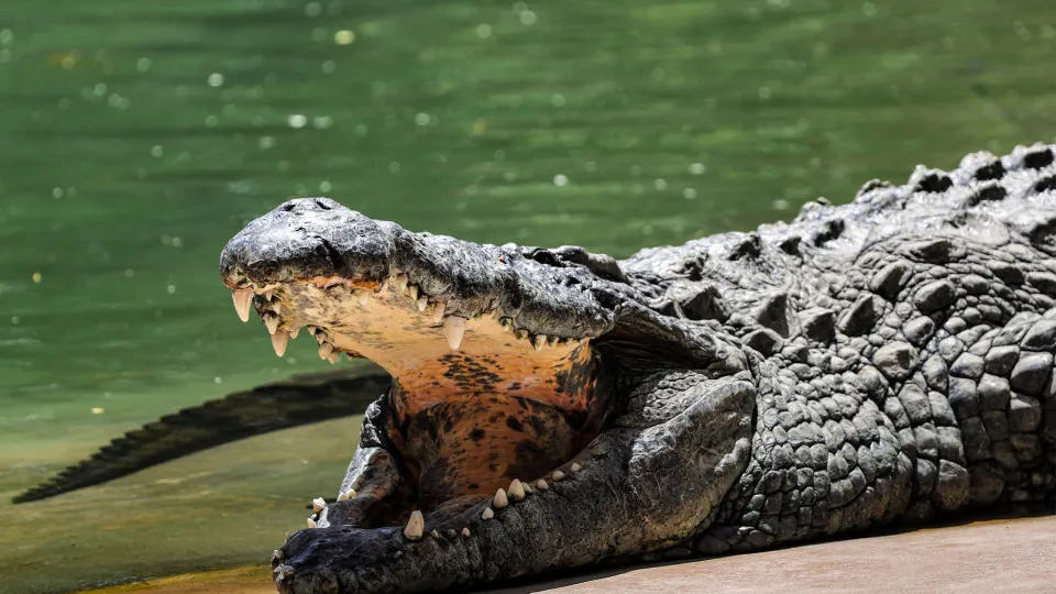 Homem é preso após criança cair em recinto de crocodilos