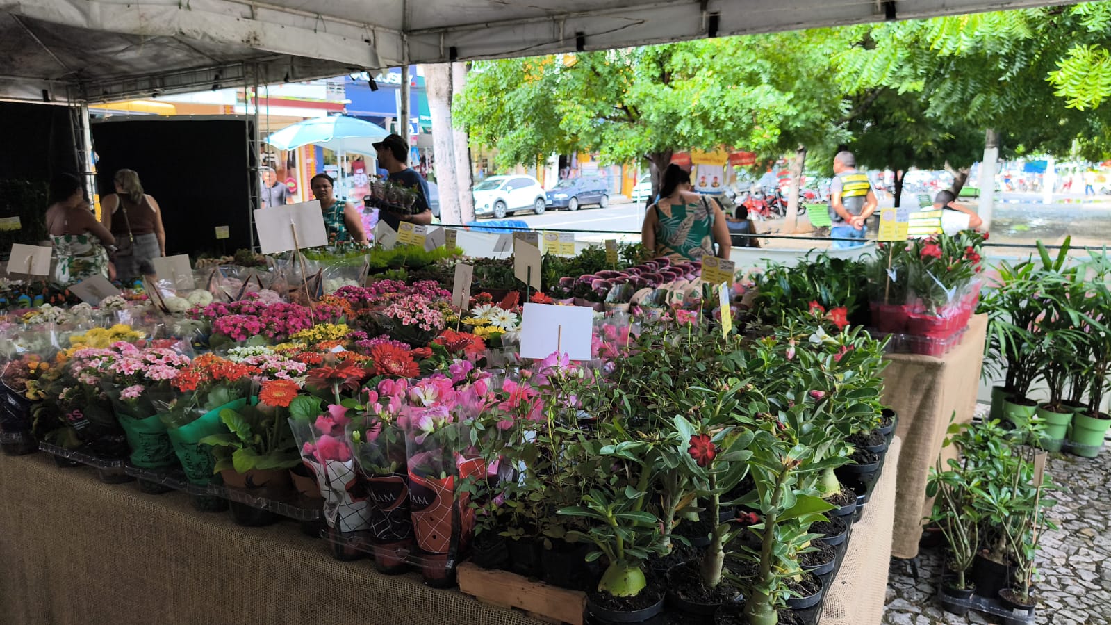Guarabira recebe Feira de Flores de Holambra com entrada gratuita e mais de 200 espécies