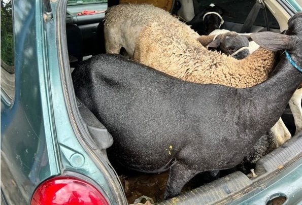 PRF prende três homens por furto de cabras e recupera animais em Sobrado