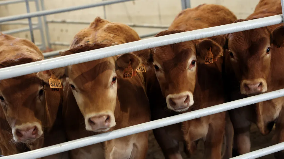 Abiec alerta para risco de suspensão das exportações de carne à UE
